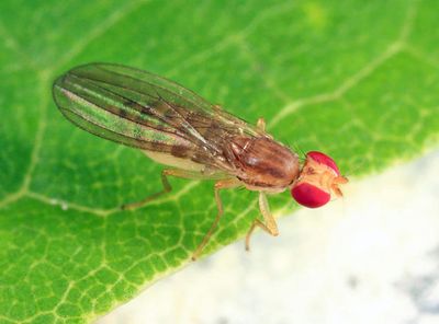 Anthomyza variegata