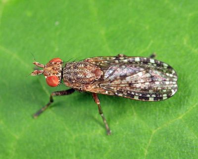 Dictya atlantica