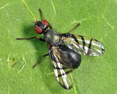Rivellia variabilis