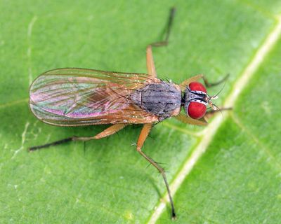 Coenosia nigritarsis