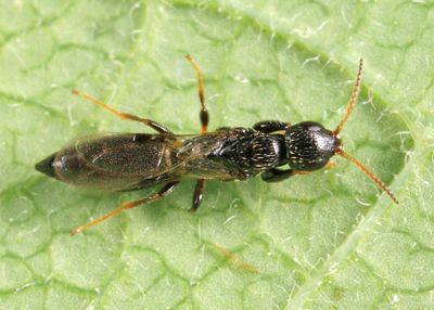 Goniozus columbianus