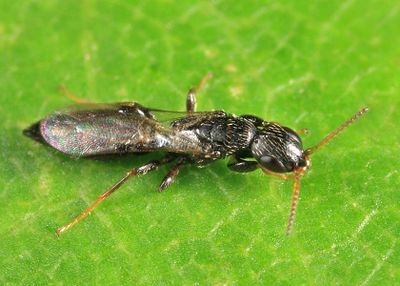 Goniozus columbianus