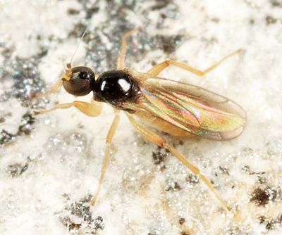 Stilpon sp.