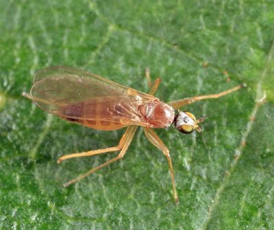 Chelipoda americana