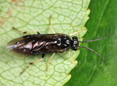 Cladius compressicornis