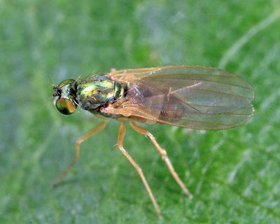Chrysotimus delicatus