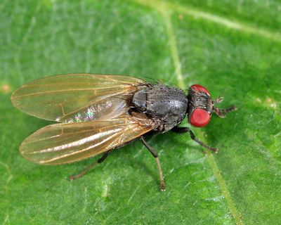 Minettia americanella