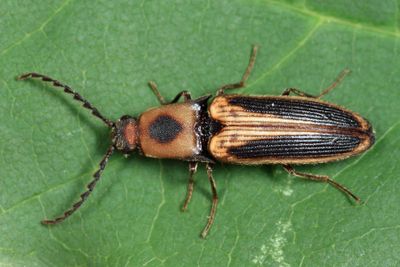 Megapenthes limbalis