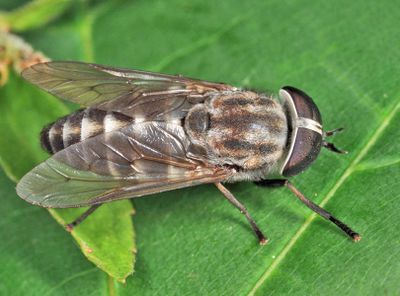 Tabanus nigripes