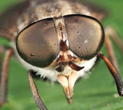 Tabanus nigripes