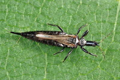 Elaphrothrips tuberculatus