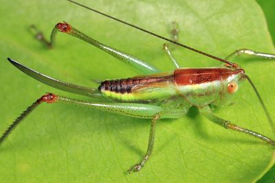 Lesser Pine Katydid - Orchelimum minor