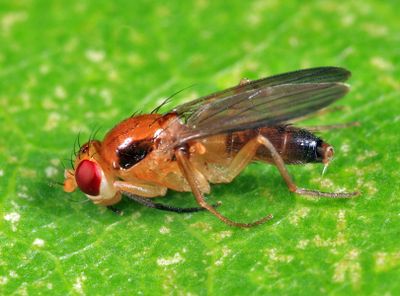 Sobarocephala latifrons