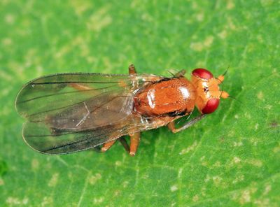 Sobarocephala latifrons