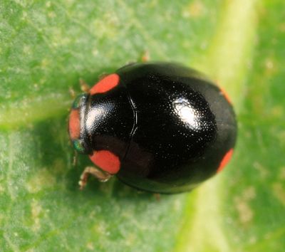 Bigeminy Lady Beetle - Hyperaspis bigeminata