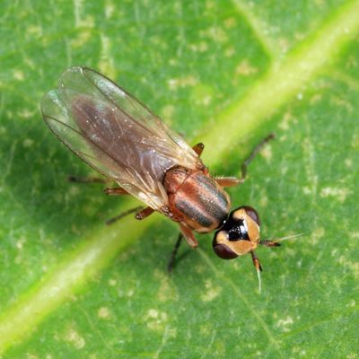 Diplotoxa versicolor