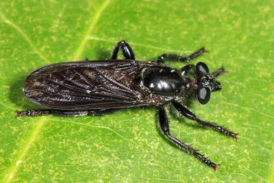 Pogonosoma dorsatum