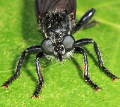Pogonosoma dorsatum