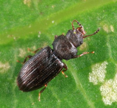 Lathropus vernalis