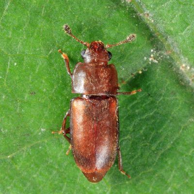 Epuraea linearis