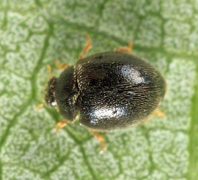 Lady Beetles - Genus Stethorus