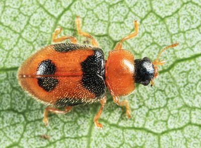 Snow Lady Beetle - Coccidula lepida
