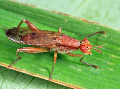 Sepedon gracilicornis