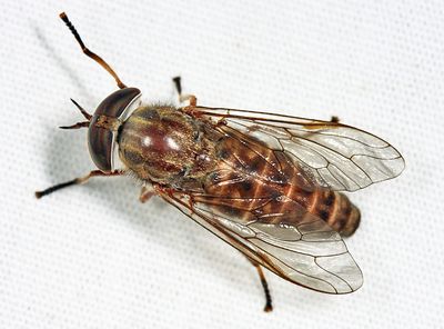 Tabanus sackeni