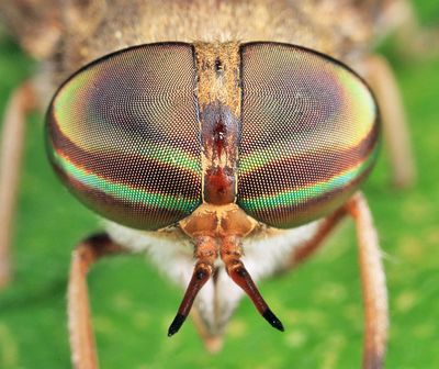 Tabanus sackeni