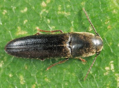 Dromaeolus cylindricollis