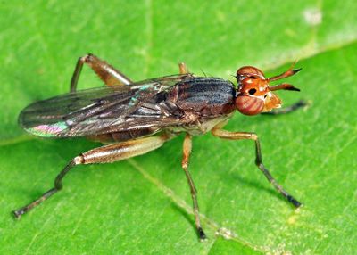 Sepedon armipes