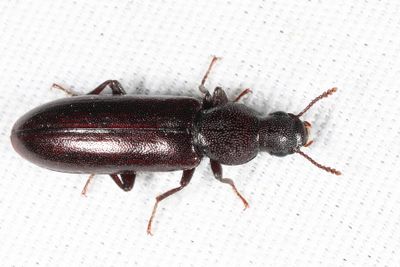 Boros unicolor