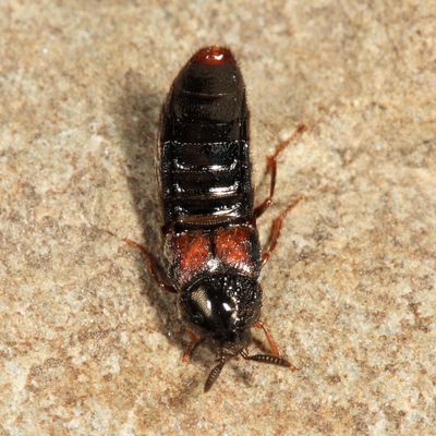 Aleochara curtula
