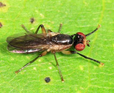 Colobaea sp.