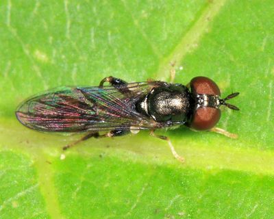Neoascia metallica