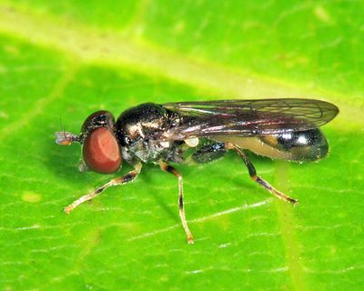 Neoascia metallica
