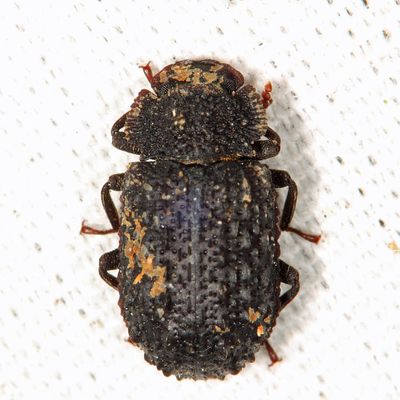 Bolitophagus corticola