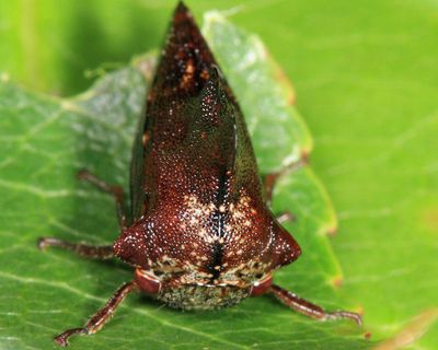 Heliria scalaris