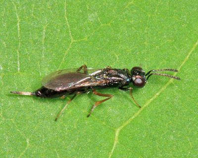 Eupelmus cushmani