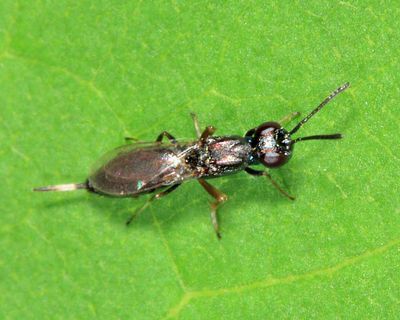 Eupelmus cushmani