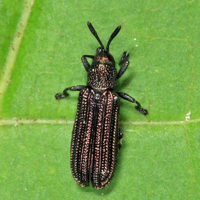 Leaf Beetles - Subfamily Cassidinae - Tortoise Beetles and the Hispines