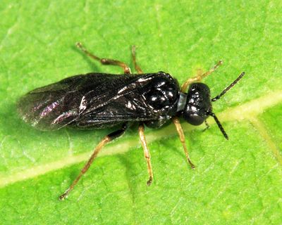 Birch Leafminer - Fenusa pumila