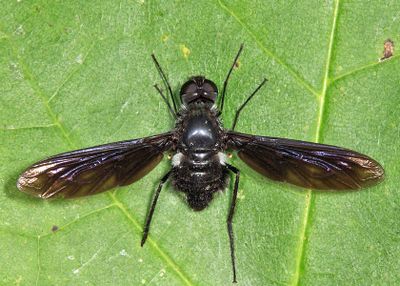 Anthrax aterrimus