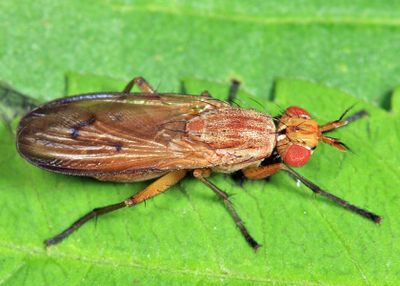 Tetanocera plumosa