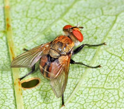 Gymnoclytia occidua