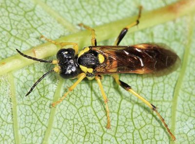 Tenthredo basilaris 