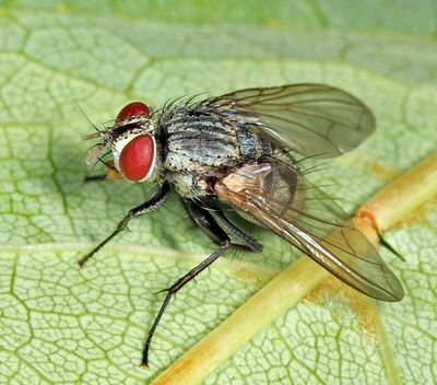 Hyphantrophaga virilis