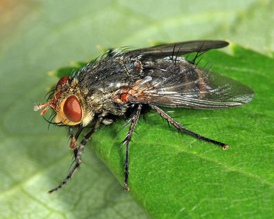 Peleteria haemorrhoa