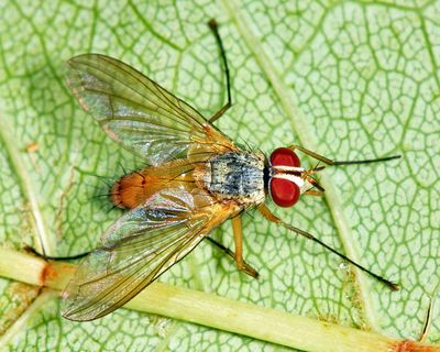 Leskia depilis