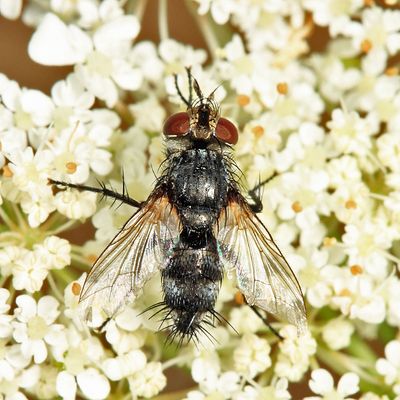 Exorista dydas